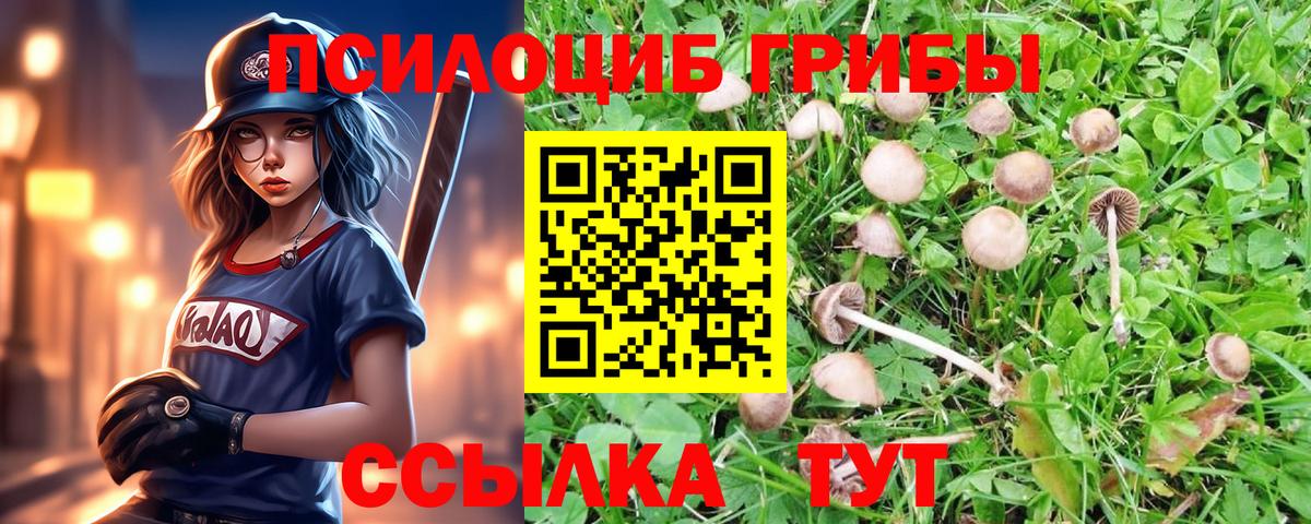 Мирный  Галлюциногенные грибы Psilocybine cubensis  Вход с VPN 